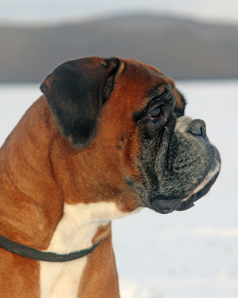 HP Donella Kopf ax 131