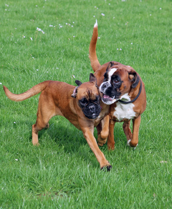 HP Greta und Lilli 109