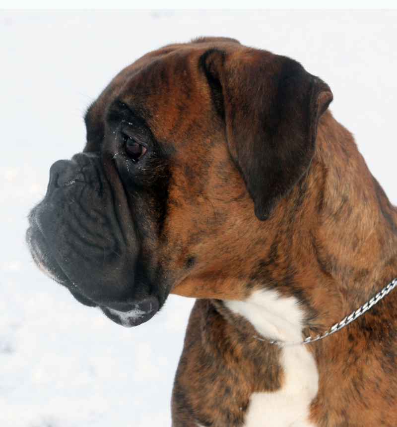 HP Joop Kopf axx 017