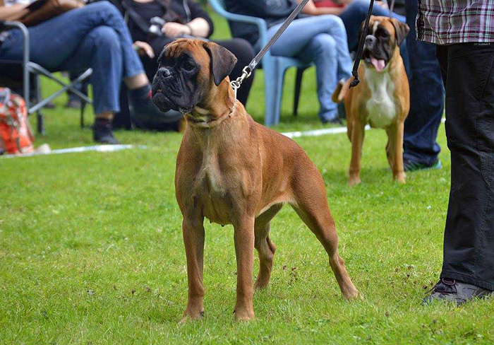 HP Lilli Ausstellung Peine 1 kl