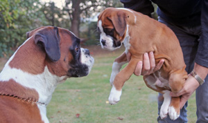 Houston-Hero kl x 010