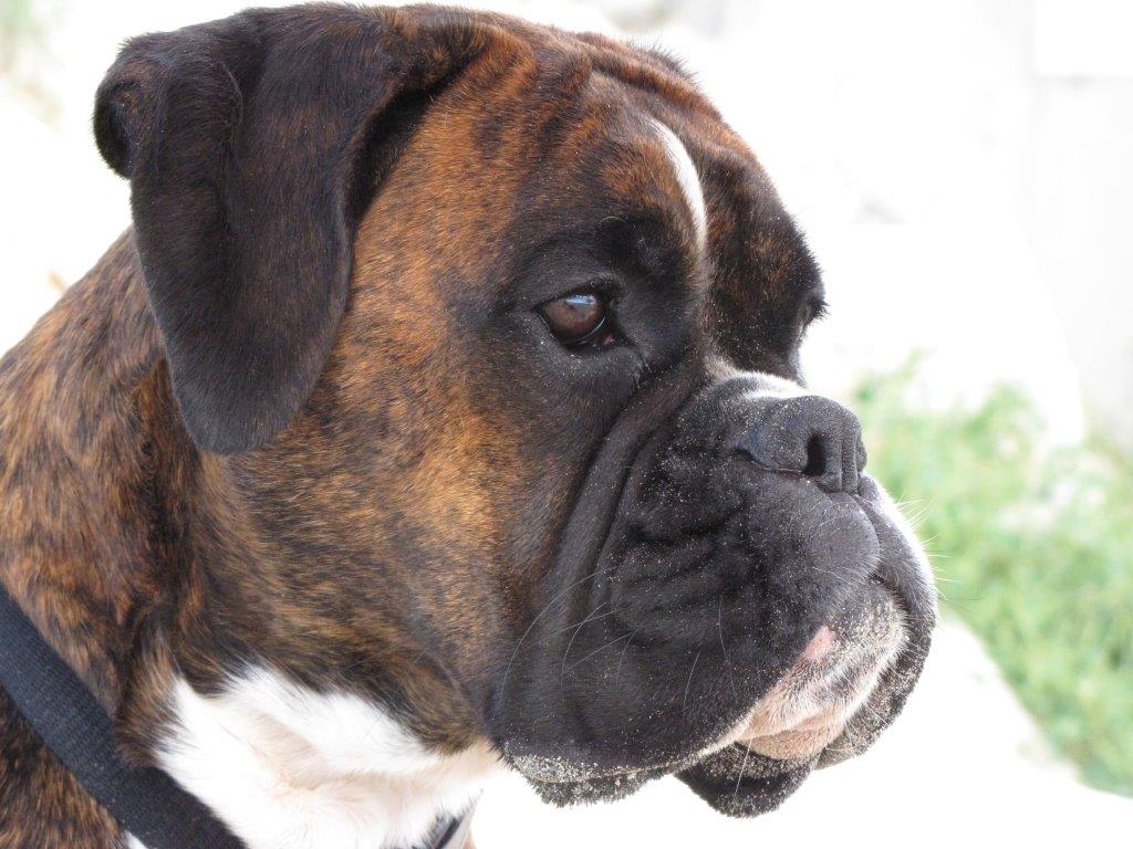 IMG_0760 florenzia 08.2013