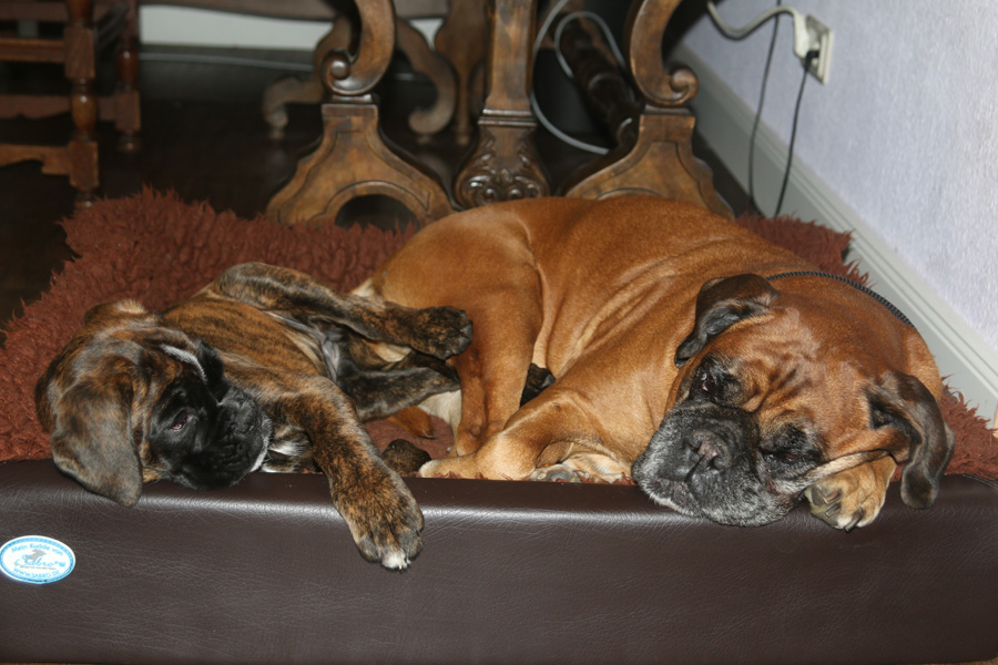 IMG_3937 cobra isabell kl