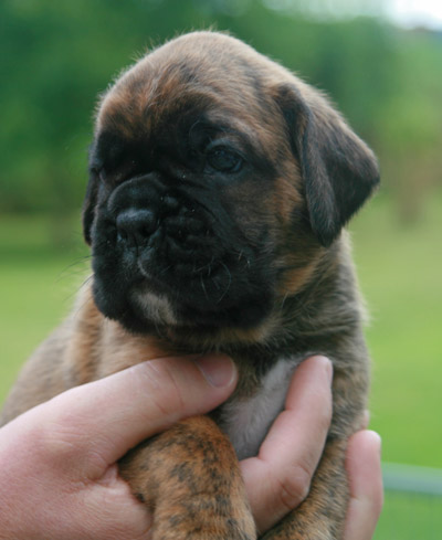 IMG_6150 hermann 3 w 1_bearbeitet-1