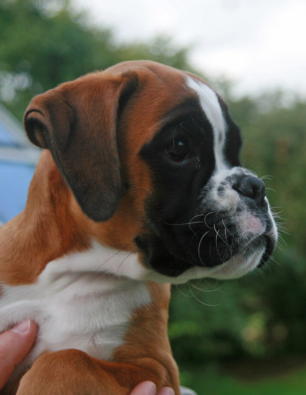 IMG_7438 greta 11 wochen kl