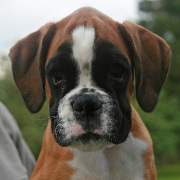 IMG_7444 greta 11 wochen kl