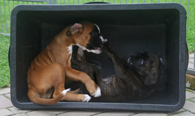 IMG_7458 greta haribo kl