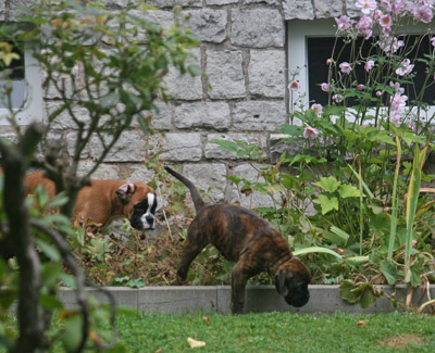 IMG_7573 greta hero kl