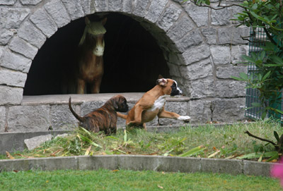 IMG_7579 greta hero kl