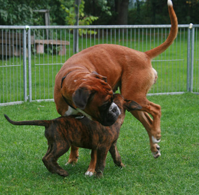 IMG_7740 toben mit mama kl