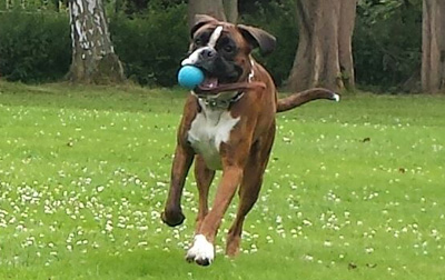 Jesko ball kl Jesko ball kl