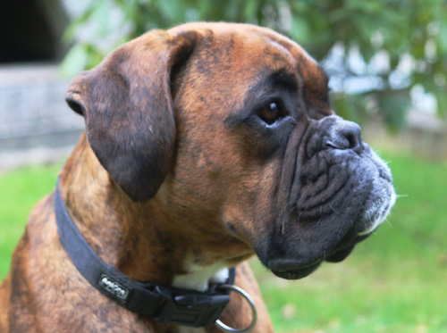 Joop Kopf 11 Monate kl