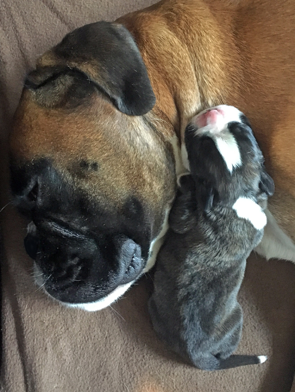 Lisbeth mit Major IMG_7796 klein