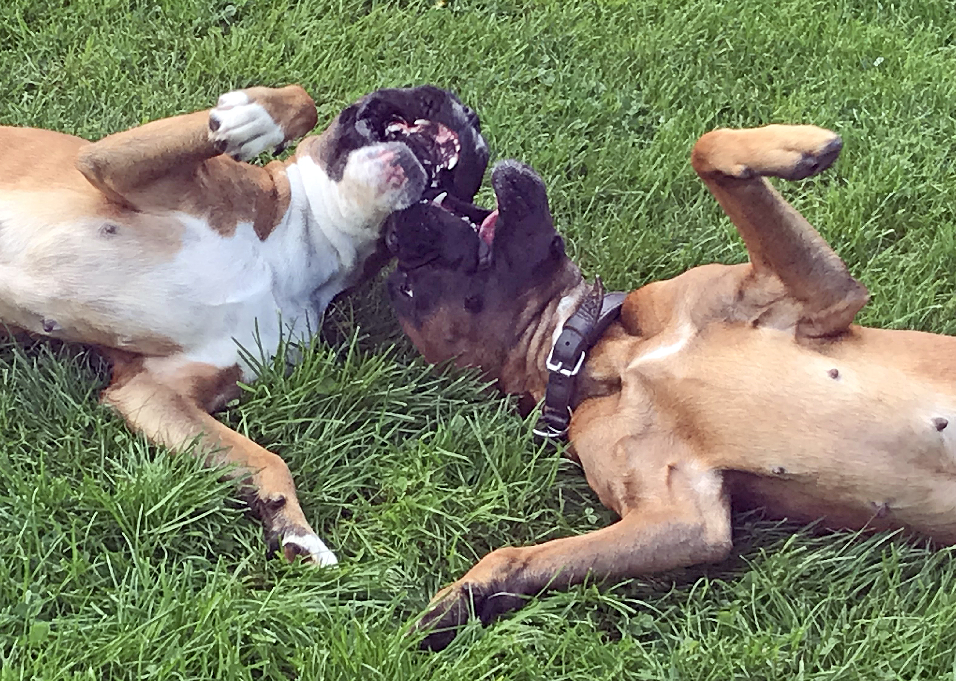 Lisbeth und Lilli-Fee kl