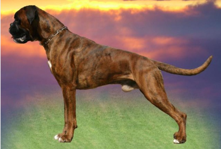 Magic-Boy-von-Santana Magic-Boy-von-Santana