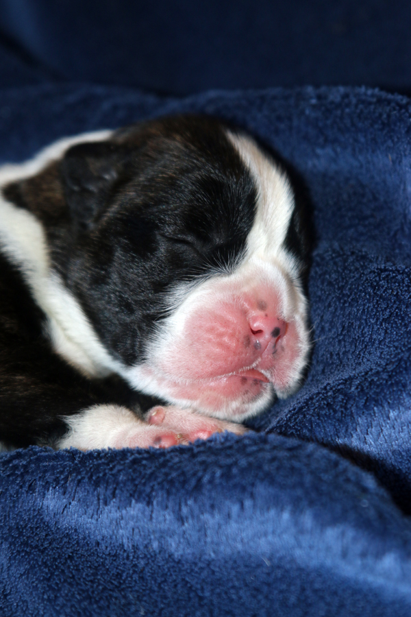 Major 2 IMG_7286 klein