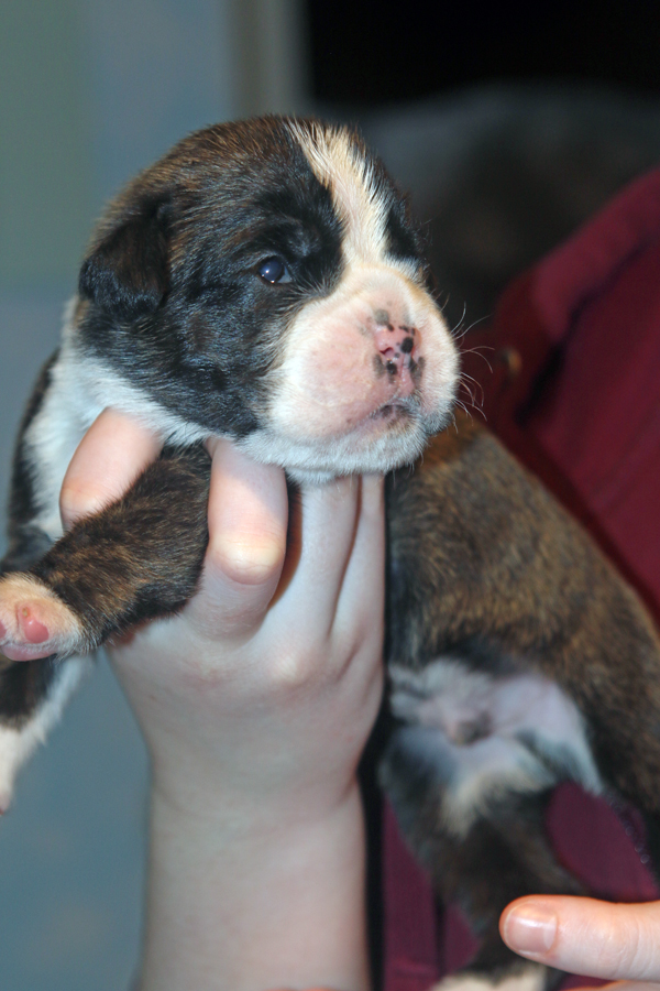 Major IMG_7386 klein