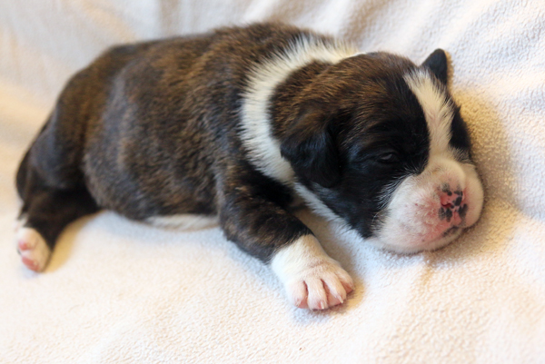 Major IMG_7401 klein