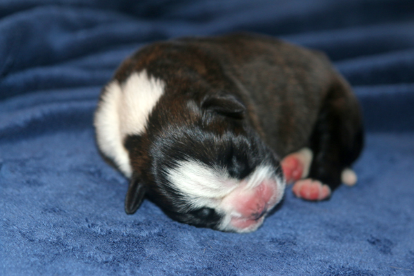 Maracuja 1 IMG_7299 klein