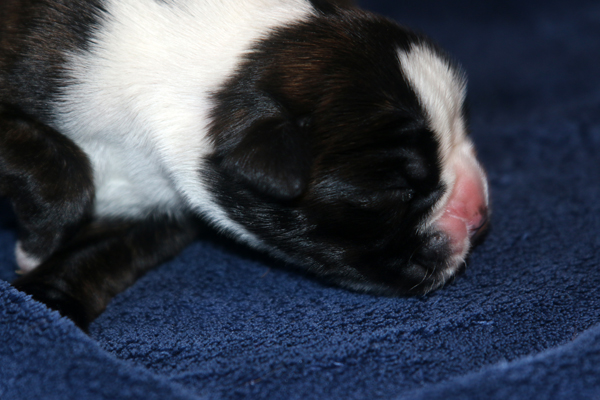 Maracuja 2 IMG_7296 klein