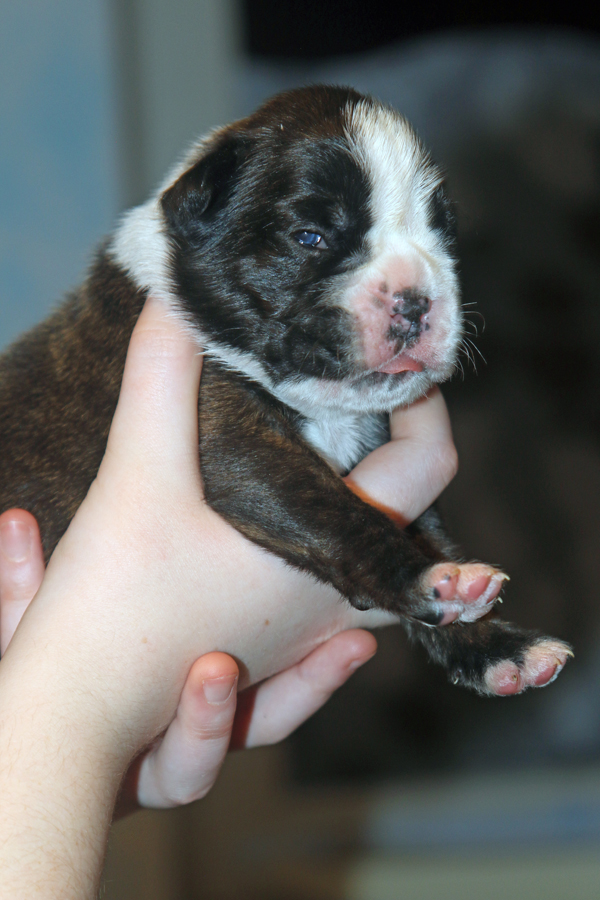 Maracuja IMG_7388 klein