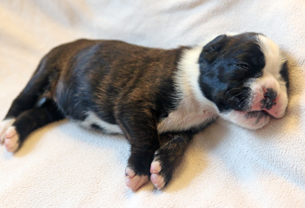 Maracuja IMG_7403 klein