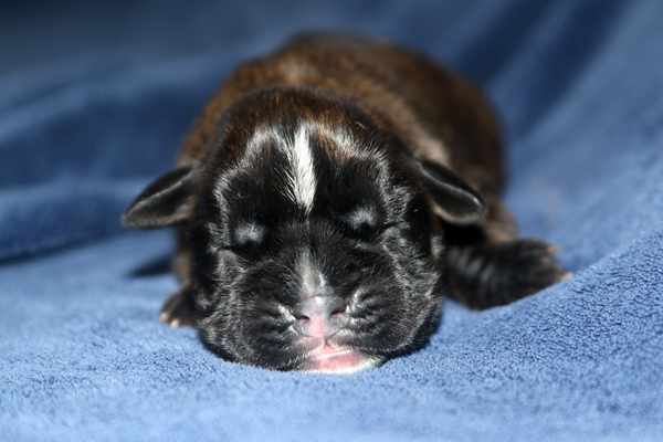 Mona Lisa 1 IMG_7291 klein