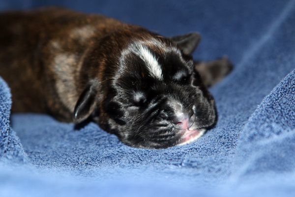 Mona Lisa 2 IMG_7289 klein