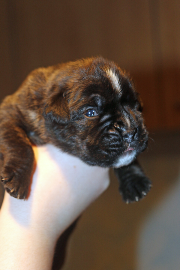 Mona Lisa IMG_7342 klein