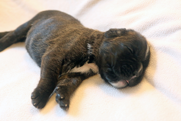 Mona Lisa IMG_7398 klein