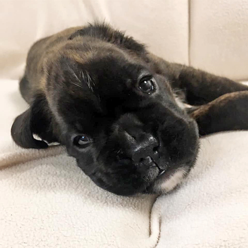 Mona Lisa IMG_8402 klein