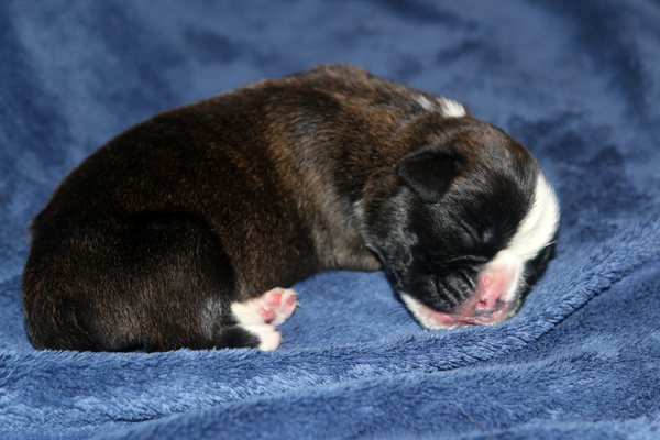 Moskito 1 IMG_7304 klein