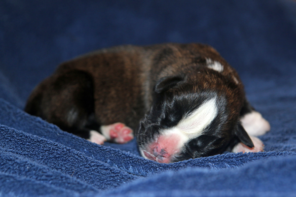 Moskito 2 IMG_7302 klein