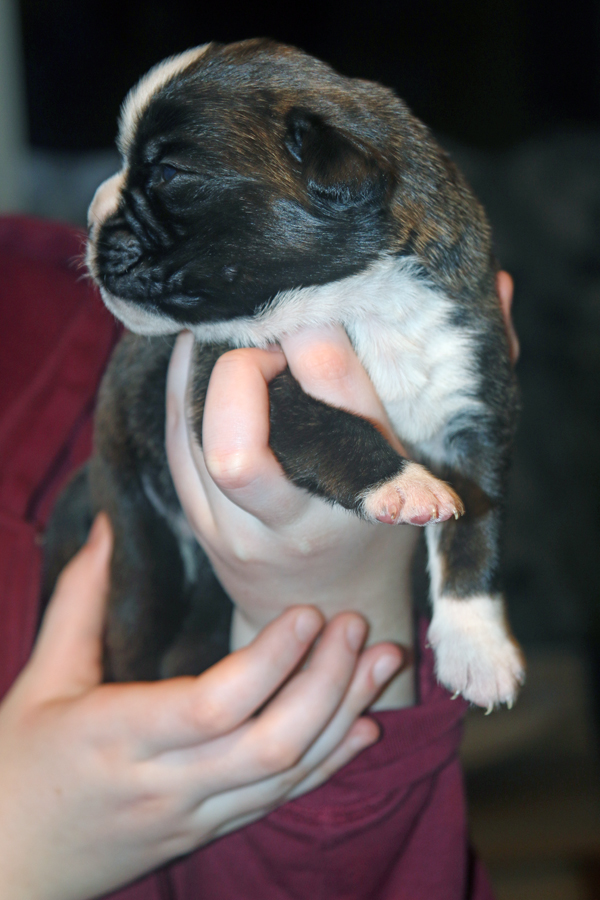 Moskito IMG_7365 klein