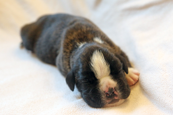 Moskito IMG_7405 klein