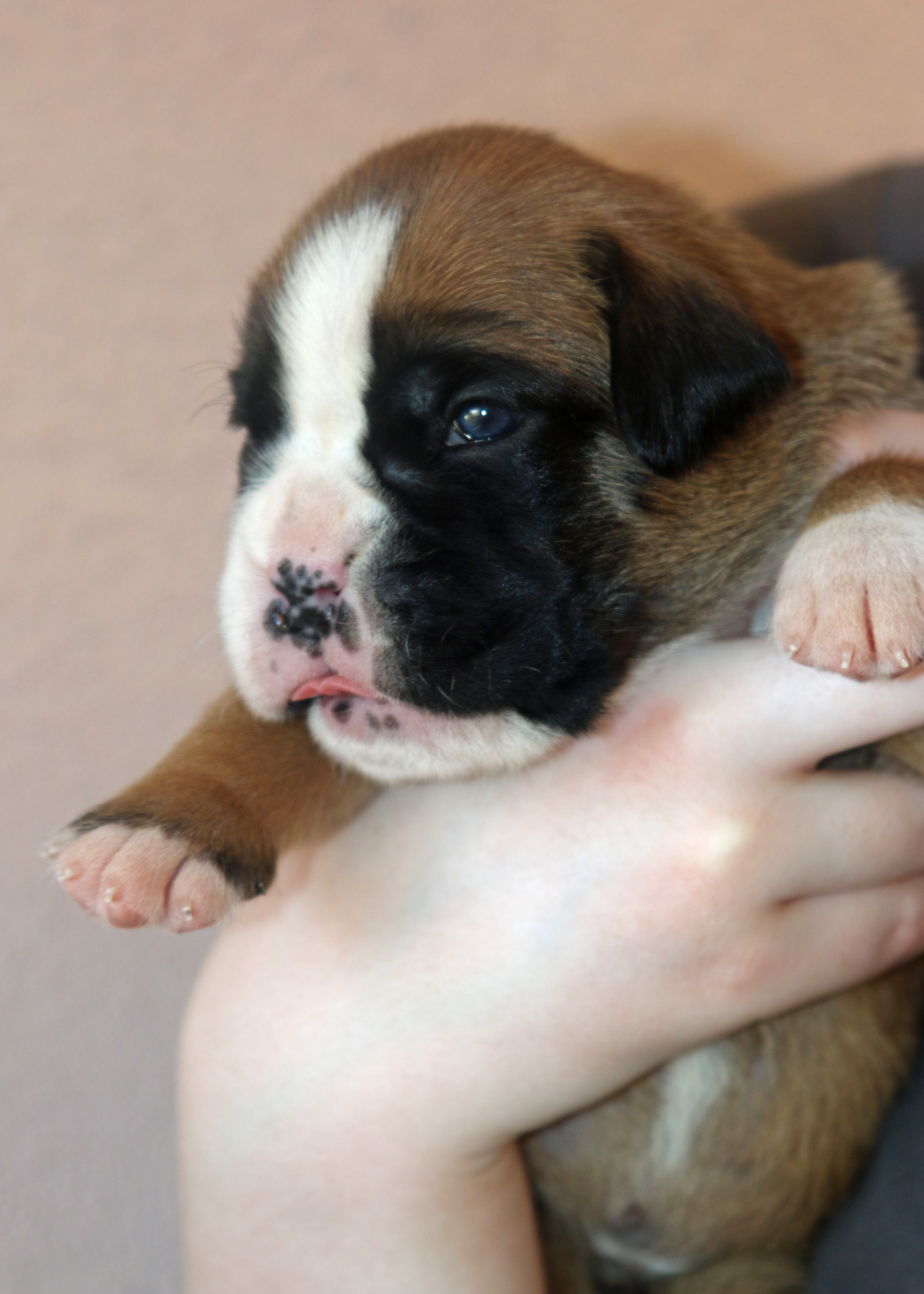 Oakheart hellblau IMG_1536