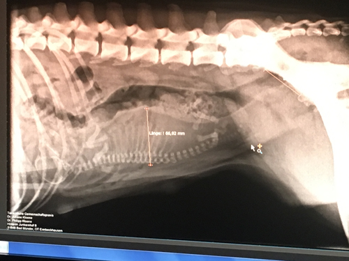 Rntgen IMG_8112 klein