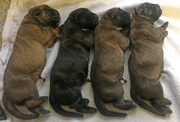 Vier HS IMG_7710 klein