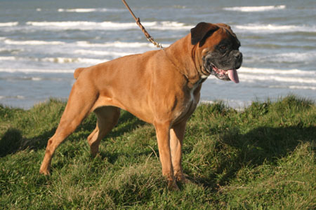 Anuschka vom Brmchen