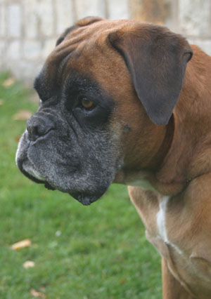 Anuschka vom Brmchen