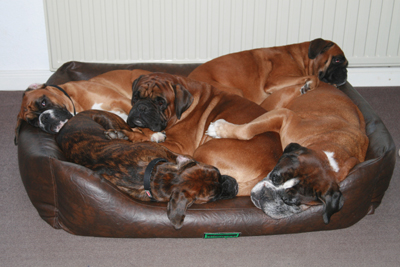 alle_5_grossen_im_korb_klein