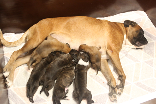 alle 6 trinken 008 klein