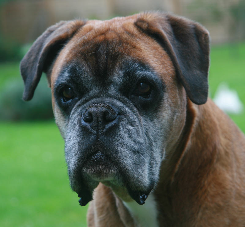 Anuschka vom Brmchen