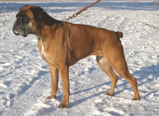 Anuschka vom Brmchen