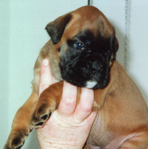 Anuschka vom Brmchen