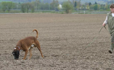 Darwin vom Hause Lievre