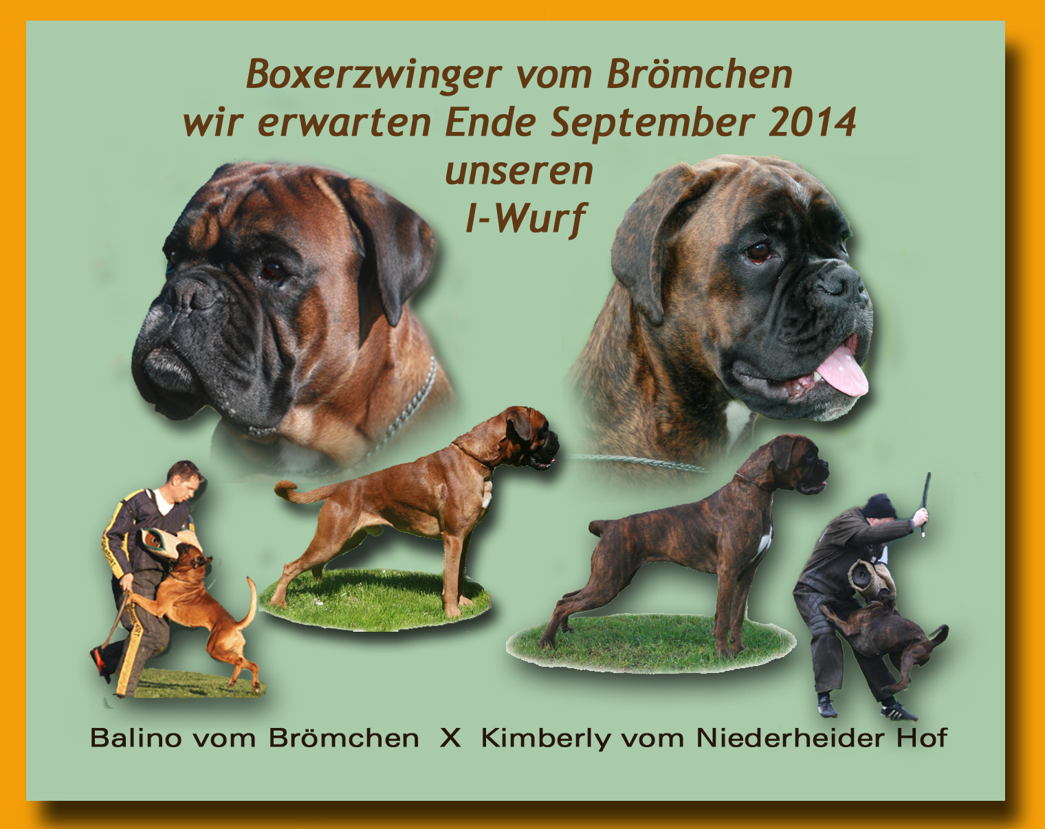 balino-kimi-i-wurf_bearbeitet-2