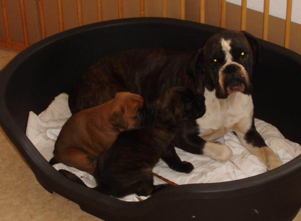 campino vom oggersheimer schlo