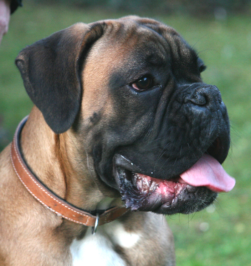 ccc campino 8 monate klein