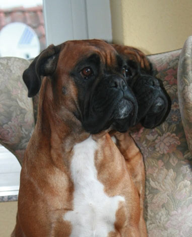 Cobra von Cujo mit Sohn Balino vom Brmchen